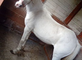 Few spot mare possibly in foal