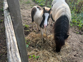 Cob cross colt foal