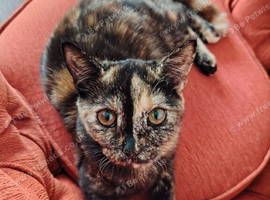 Mixed Breed female kitten Looking for a new home