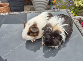 Baby Female Guinea Pigs Sheltie & Smooth Coats