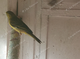 Canary