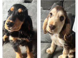Show cocker spaniels 1 boy 1 girl fully vaccinated