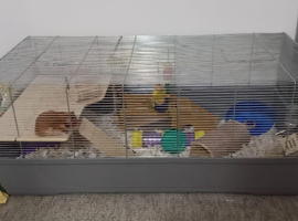 Female syrian hamster full set up 8 months old