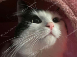 White male longhair cat, Star, looking for his forever home