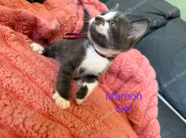 6 beautiful kittens
