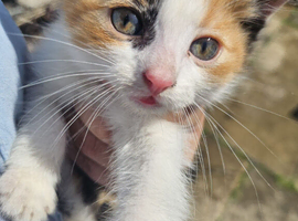 Gorgeous kittens need a loving home .