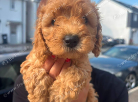 Cockapoo