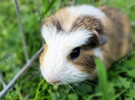 Male Guinea pigs, ip3