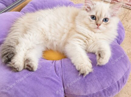 British Longhair & Shorthair