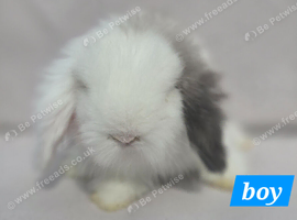 Super fluffy boys & girls teddywidders
