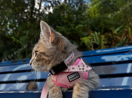 6 month old female kitten looking for new home