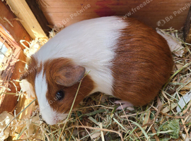Guinea Pigs