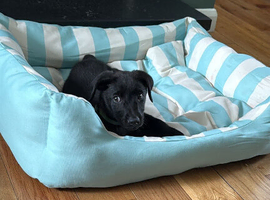 10 week old Labrador