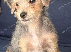 Yorkie cross jackapoo