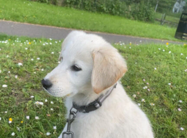 12 week old golden retriever