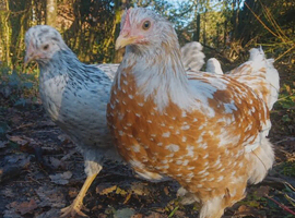 Swedish Flower Hens - rare breed -