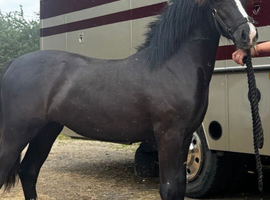 Sec c filly