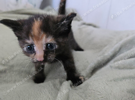 Little girl kitten ready to leave now