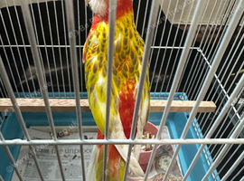 Golden Mantle Rosella With cage and accessories