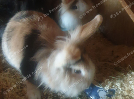 3 Dutch /  lion head girls