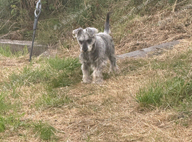 Miniature schnauzer