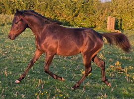 Part-bred colt