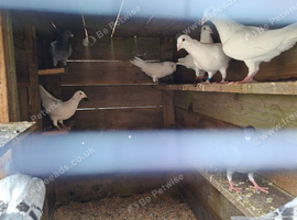Where racing pigeons