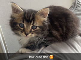 Kitten