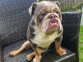 Stunning lilac and tan British  bulldog  for  stud