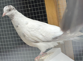 This years Pigeons for sale