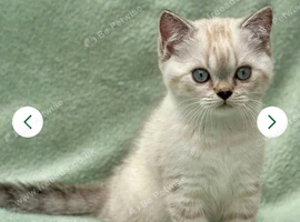Blue eyed colourpoint pedigree british shorthair