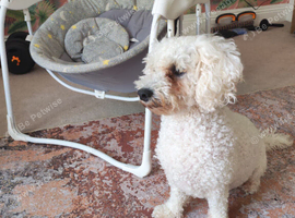 Female 2 and a half year old Bichon Frise