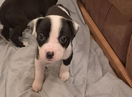 Staffordshier bull terrier pups