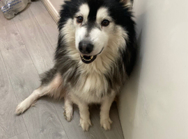 Husky for sell
