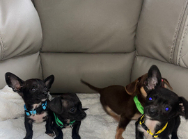 Chiweenies