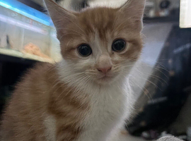 3sold 1 left ginger/white boy