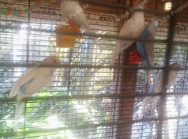 Baby budgies for sale.
