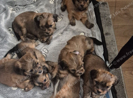 Lhasa Apso puppies