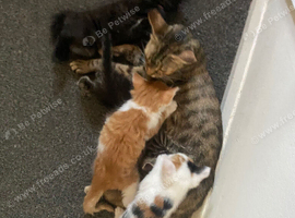 Well handled kittens ready to go