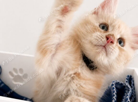 READY NOW: Tica enabled ginger boy maine coon kittens