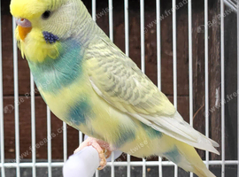 Beautiful Budgies - Various colours