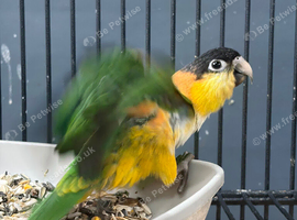 Hand Reared Baby Black Headed Caiques