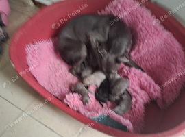 Health tested parents whippet puppies