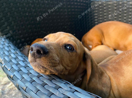 Dachshund  puppies for sale.