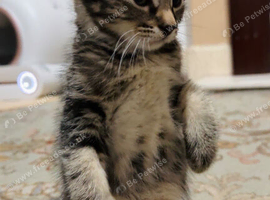 One adorable kitten is Ready for Their Forever Homes!