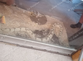 Male Fire spider python