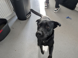 Wonderful energetic family dog