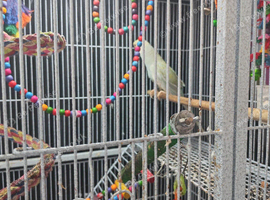 Indian ringneck