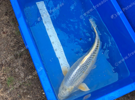Pond closure. Loads of koi available