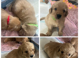 Puppy for sale